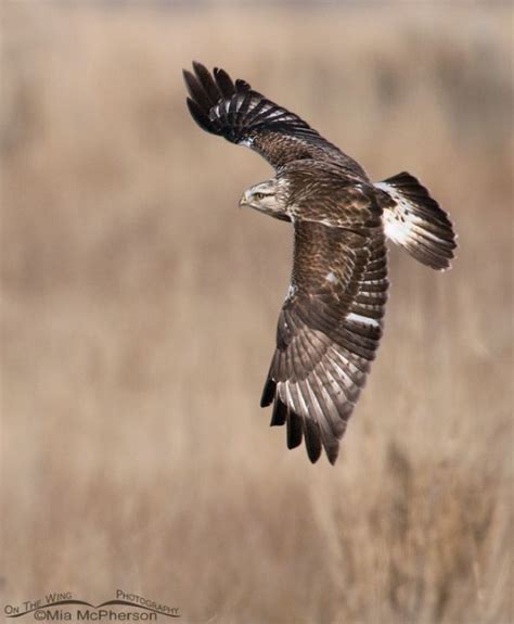 dorsal view   rough legged hawk  flight mia mcphersons