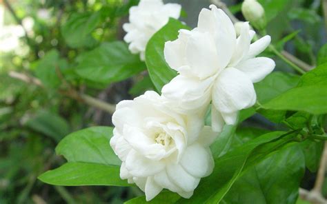 Jasmine Flowers Wallpapers - Wallpaper Cave