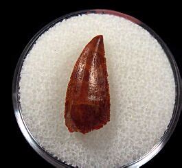 Kem Kem Abelisauridae tooth for sale | Buried Treasure Fossils