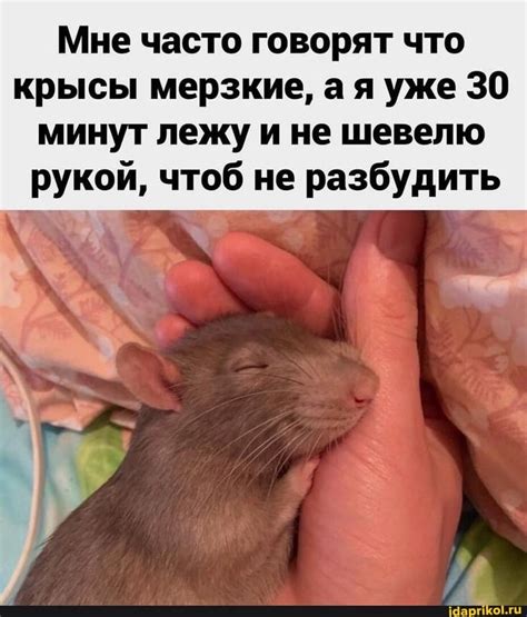 Найдено на АйДаПрикол | Забавные зверюшки, Мемы, Смешные мемы