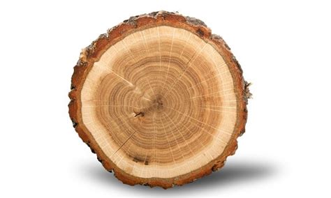 log images stock  vectors adobe stock