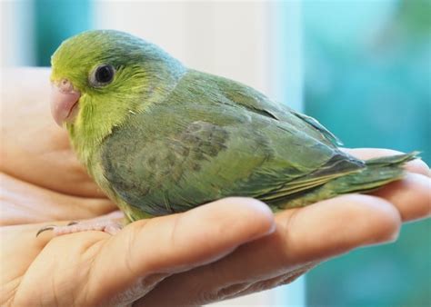 parrotlet meet  smallest  world parrot species