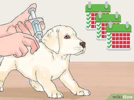 how to give a puppy shots at home