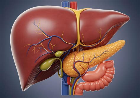 human liver  pancreas anatomy illustration  stock photo