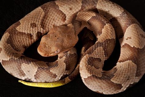 Copperhead Snake Facts - Habitat, Identifying - Virginia Snake Removal