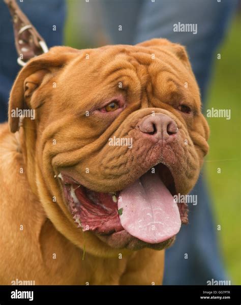 how to pronounce dogue de bordeaux