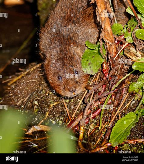 (Arvicola amphibius Stock Photo - Alamy