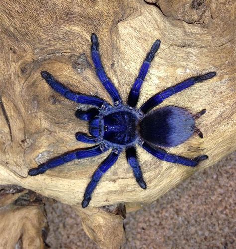 Pterinopelma sazimai Nature Animals, Animals And Pets, Cute Animals ...