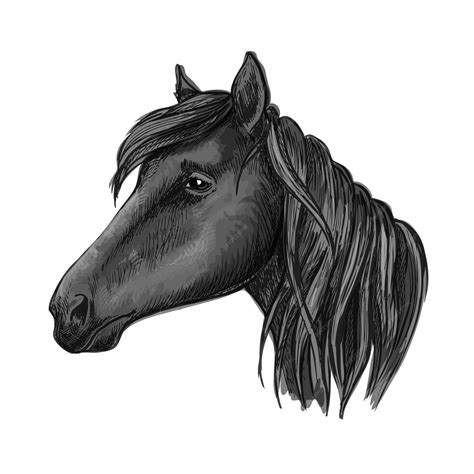 Premium Vector | Black riding horse sketch for equestrian design