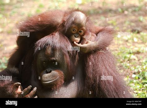 pickaback stock photo alamy