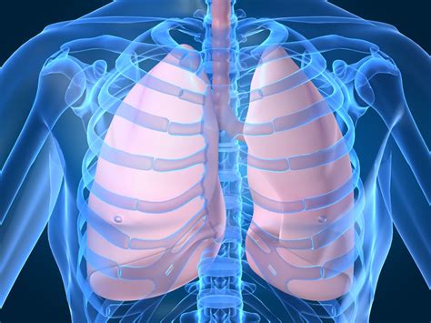 lungs | The Tyranny of Tradition