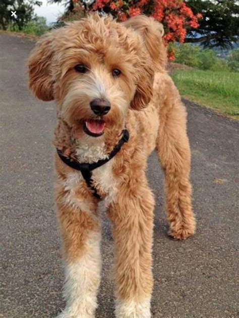 Black Goldendoodle Teddy Bear Cut / 900 Dogs Ideas In 2021 Dogs Cute ...