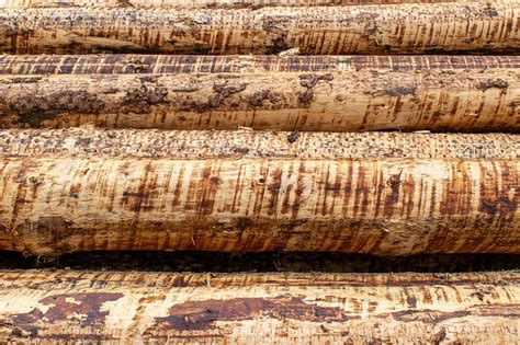 wood tree trunks structure  photo  pixabay pixabay