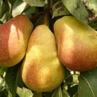 Реткинский Мультисад