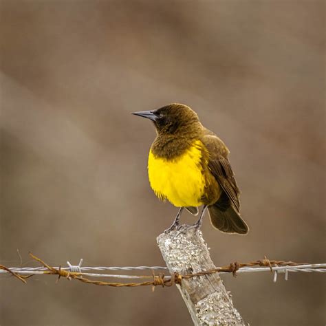 Bird Ornithology Yellow Chest Wild - Free photo on Pixabay