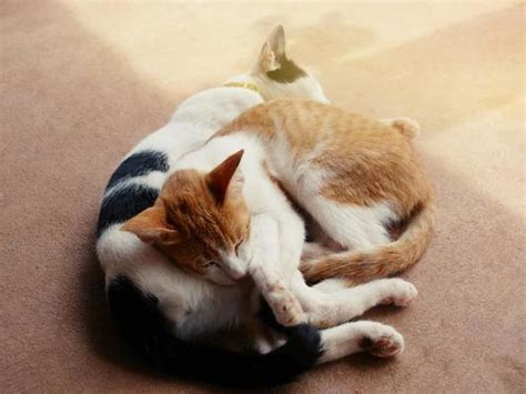 Hugging Cat Stock Photos, Images and Backgrounds for Free Download