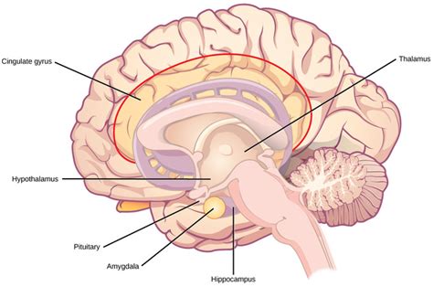 The Central Nervous System | Boundless Biology