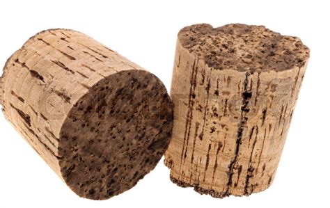 cork tree isolated  white background colourbox