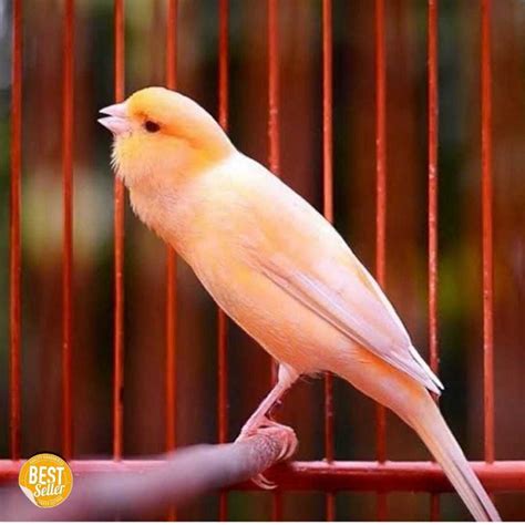 jual burung kenari afs jantan gacor  betina afs siap ternak