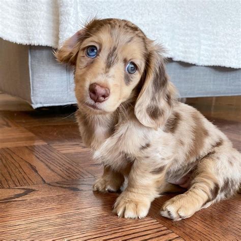 Mini Dachshund Puppies