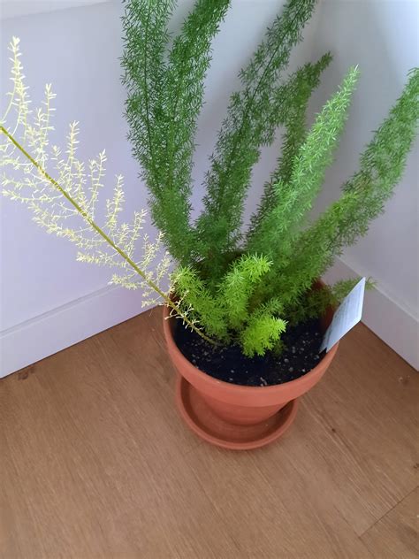 228 best Foxtail images on Pholder | Grandorder, Nostalgia and Microgrowery