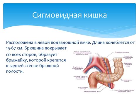 Анатомия и физиология кишечника - презентация онлайн