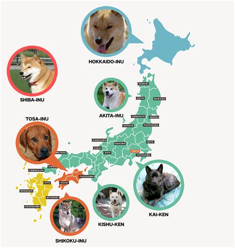 Sway Gallery London | Blog | Six Ancient Japanese Dog Breeds – SWAY EDIT.