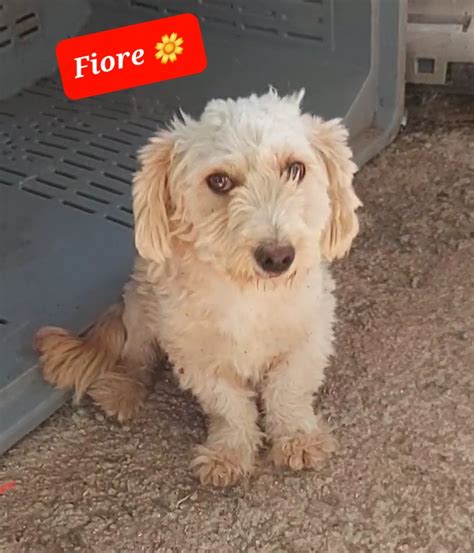 Mix Lagotto Cercano Casa a Potenza in Regalo