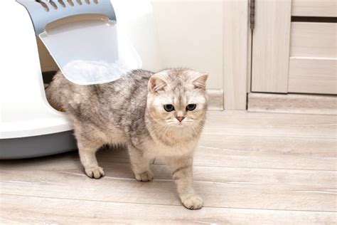 9 Best Covered Cat Litter Boxes of 2024 - Vetstreet | Vetstreet