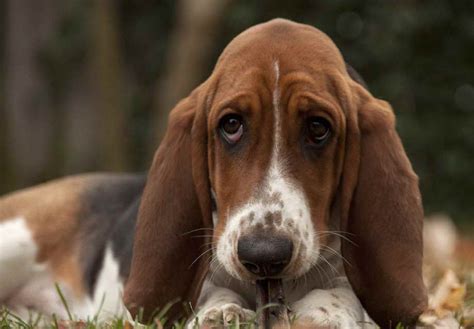 Basset Hound Adoption | PETSIDI