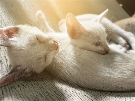 cute kitten sleeping  bed stock photo image  love lying