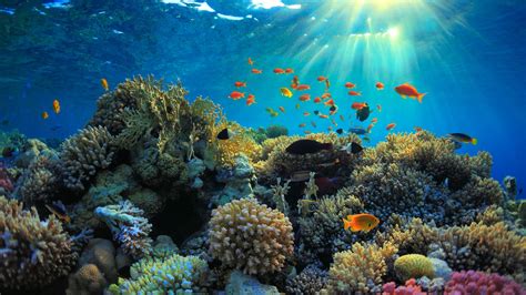 surprising facts  coral reefs oceans  borders