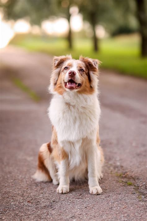 Australian shepherd · Free Stock Photo