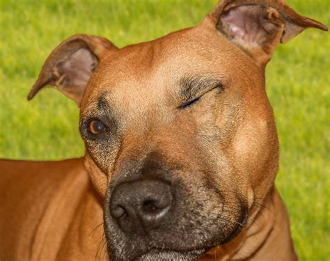 Zwarte Rhodesian Ridgeback Mix