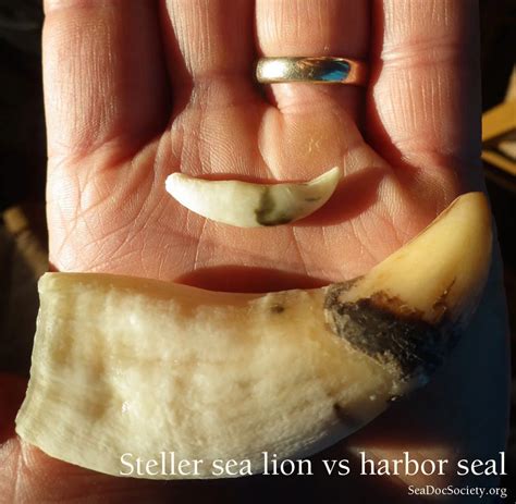 canine teeth comparison steller sea lion  harbor seal seadoc society