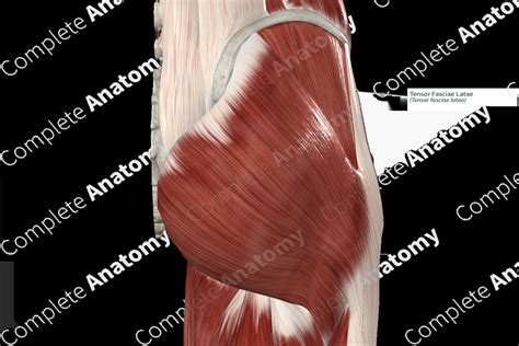 Tensor Fasciae Latae | Complete Anatomy
