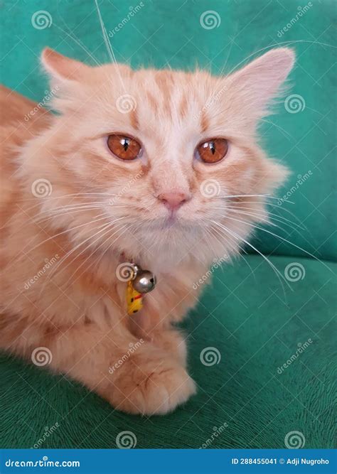 Pretty orange cat stock image. Image of beati, female - 288455041