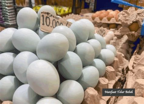 manfaat telur bebek bagi kesehatan bams