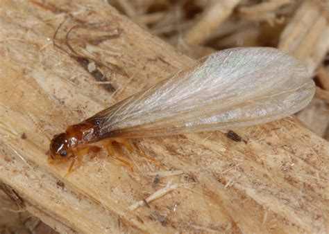 Signs of Termite Infestation | Mississippi State University Extension ...