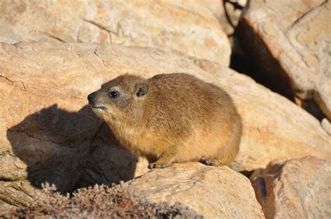 9 of the Cutest Mammals in the World | Pet Ark