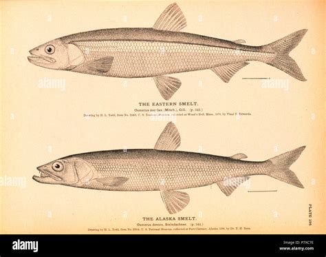 English: The Eastern Smelt. Osmerus mordax, (Mitch.), Gill. The Alaska ...