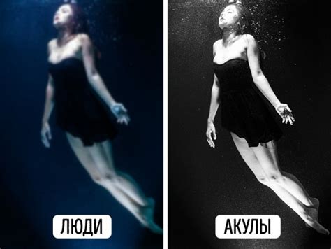 10 фотографий о том, как видят наш мир животные и люди - Новости ...