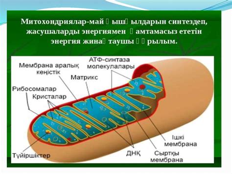 Митохондрия. Митохондрияның биологиялық рөлі - презентация онлайн