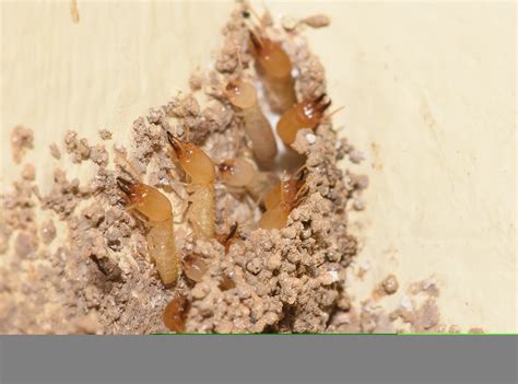 Could Termites Be Hiding in Your Walls? Find Out What to Look For