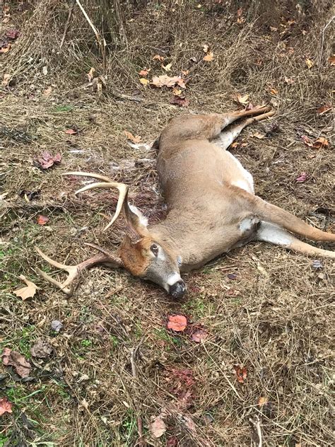 Whitetail Deer Hunting - VA - Trips4Trade
