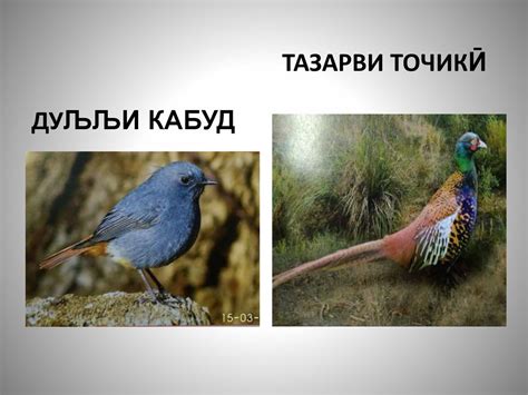 Ҳайвонот ва набототи нодири китоби сурхи љумњурии Тољикистон ...