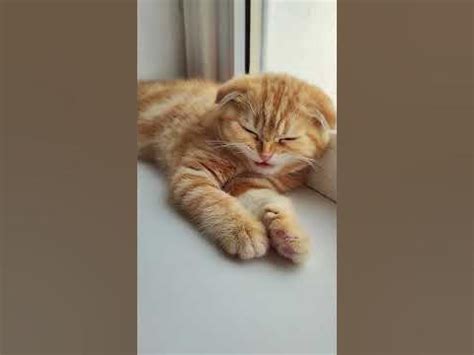 Что сказала? 🤔😀 #котенок - YouTube