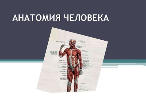 Анатомия человека - презентация онлайн