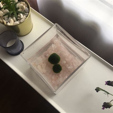 marimo balls on Tumblr