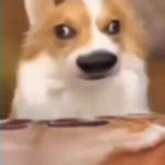 Funny dog Meme Generator - Imgflip